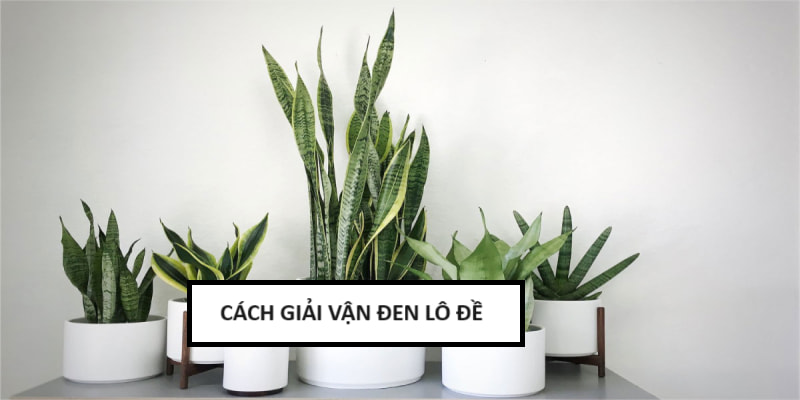 Trồng cây hoặc nuôi thú cưng giúp đổi phong thủy