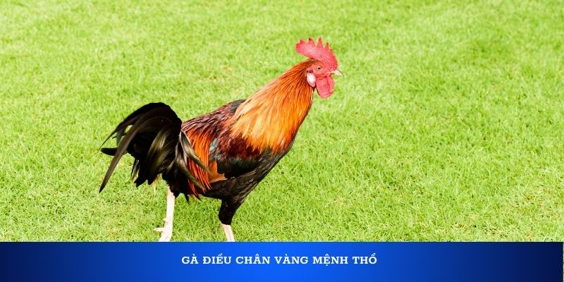 Gà Điều chân Vàng mệnh Thổ