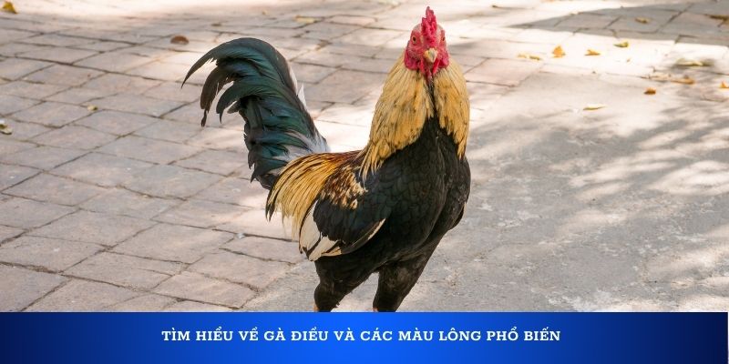 Tìm hiểu về gà Điều và các màu lông phổ biến